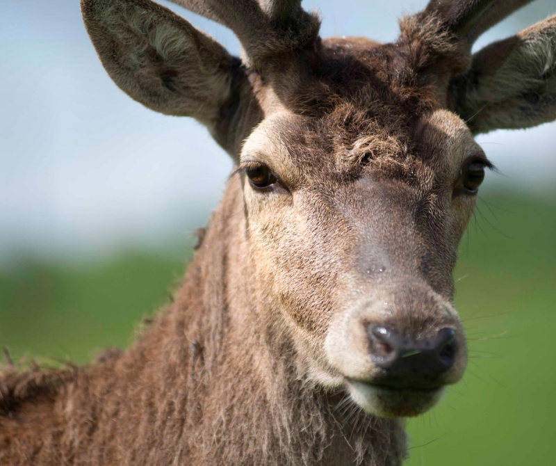 Discover the vast array of wildlife around the Loch Achray Hotel