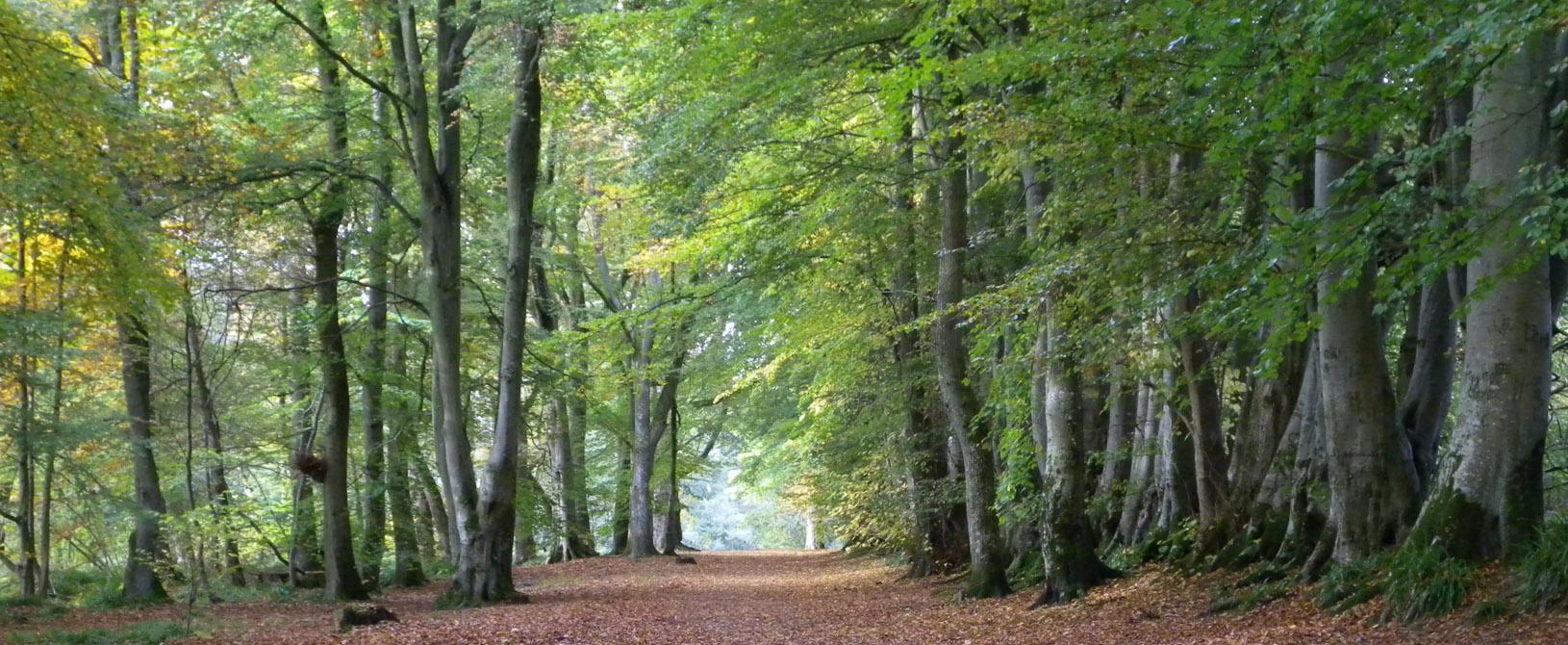 Perthshire woodland with some autumn leaves